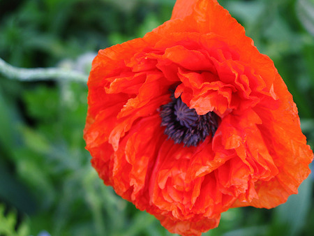 Poppy - poppy, flower, nature, red