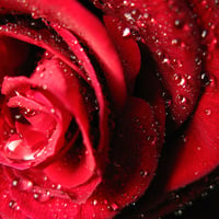 Precious Red Rose