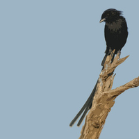 Magpie Shrike