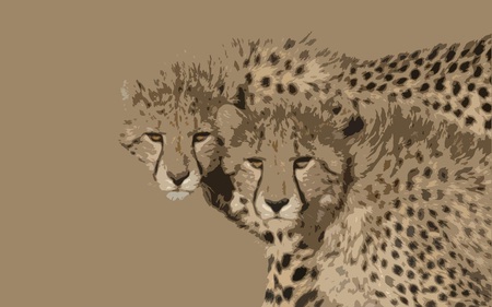 Cheetah Brothers - cheetah, south africa, spotted, brown, africa, eyes, carnivore, animal, nature