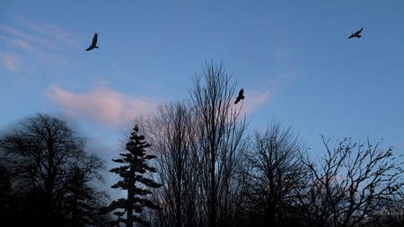 Early Winter Evening - trees, sunset, eagles, country, washington, widescreen clouds, sky