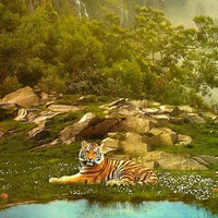 Cool Tiger Photo