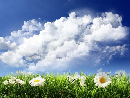 Spring - flowers, clouds, blue, field, gras, sky