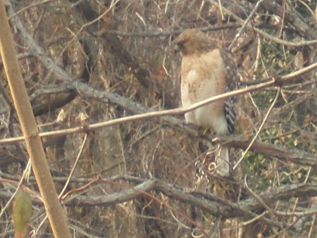 Hawk at Home - biology, zoology, birds, nature, animals, wildlife, geography