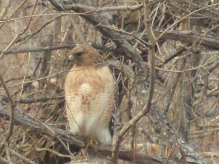 The Hawk at Home - biology, conservation, zoology, birds, nature, animals, wildlife, geography