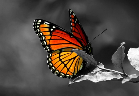 COLOR MY WORLD - black, grey, white, red, butterfly, colors, orange, leaves