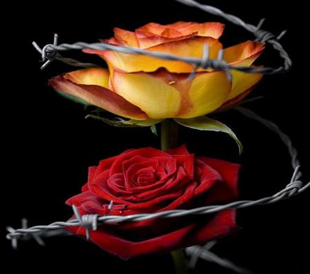 Barbwire and Roses - red, yellow, roses