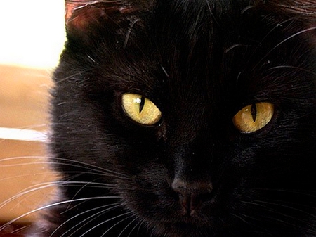 KILLER EYES - black, eyes, sharp, cat