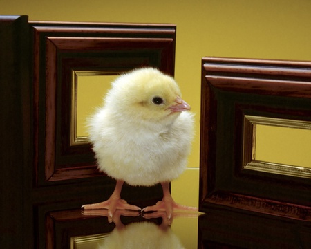 Chick - nice, chick, animals, gold, chicken, brown, cool, yellow, beautiful, colors, cute, fly, birds