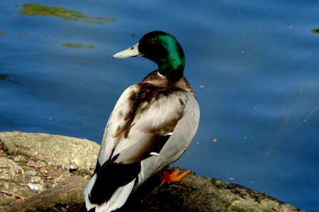 A wild duck - photo community, water, duck