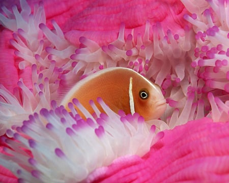 At home - white, anenome, soft, beautiful, pink, fish