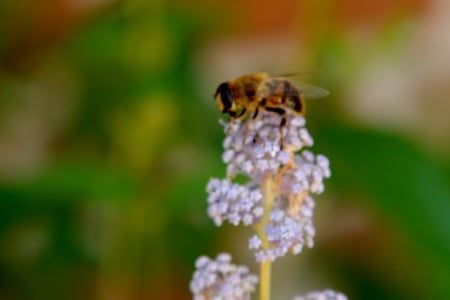 A Bee - bees, insect, bee, flower