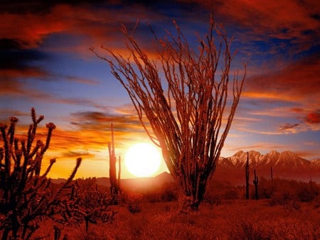 Ocotilo2C  Sonra Desert2C  Arizona.jpg - arizona, sunset, nature, desert