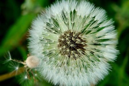 Taraxacum Officinale - flower, taraxacum officinale