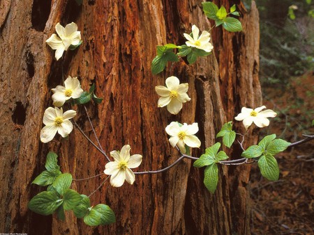 Pafic Dogwood2C Redwood National Park2C California.jpg - tree, dogwood, park, redwood