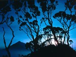 Giant Heather at Sunrise2C Mount Sabinyo2C  Rwanda.jpg