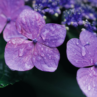 Lilac Hydrangea Flower.jpg