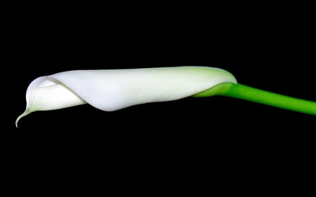 White Calla Lilies blooming .jpg - calla, flower, lilies, leaningover