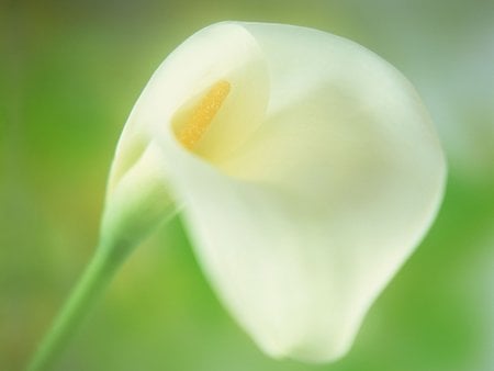 Calla Lilly.jpg - flower, calla lilly, bulb