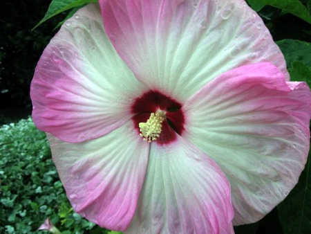 hibiscus flower wallpaper800 057.jpg - hibicus, striped, white, pink