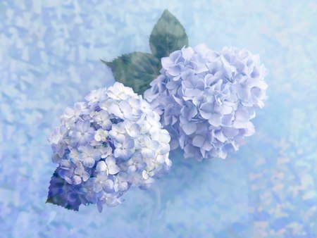 Hydrangea - blue, beautiful, spring, love, flower, light, flowers, nature, purple