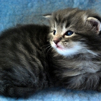 kissable kitty