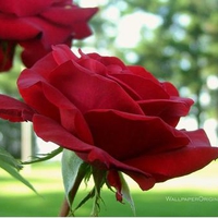 red roses