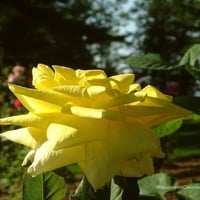 yellow rose