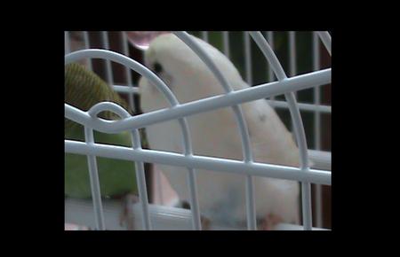 my budgie mingming - birds, animals