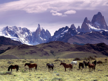 Out on the range - grazing, snow, mountains, horses