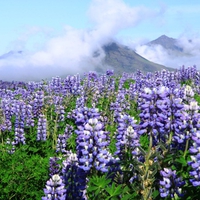 Purple Flowers, Iceland