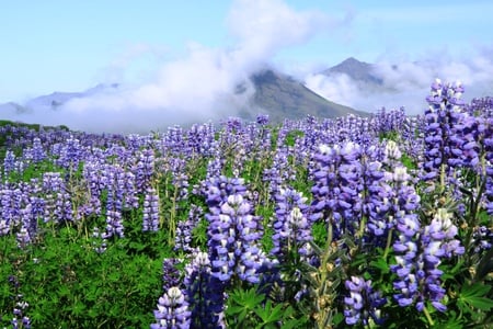 Purple Flowers, Iceland - nice, mountains, amazing, purple, cool, clouds, calendulas, icy, paysage, frozen, scene, lavender, ice, mounts, landscape, day, paisage, scenario, nature, iceland, levendulas, beautiful, scenery, fog, awesome, flowers