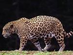 Powerful Leopard