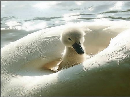 FAIRY DUCK - duck, duckling, swirling feather, white, water, feather