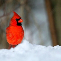 Red Bird In Ice