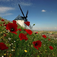 Poppies