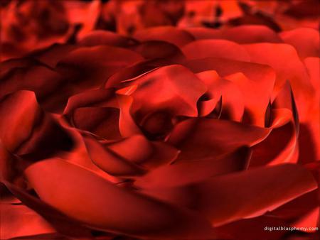 red roses 1024x 768.jpg - red, roses, rose