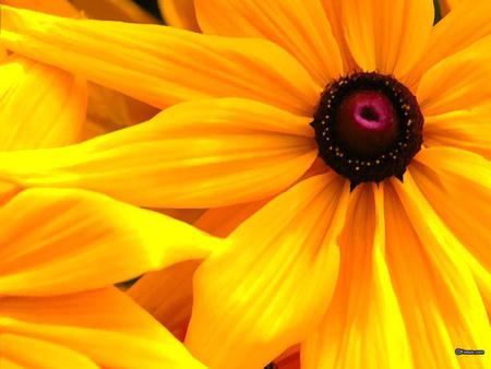 4 .jpg - flower, yellow, warm, sunshine