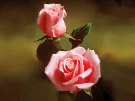 Wallpapwe of Roses roses 9420405 800 600.jpg - pink romance, rose, bud