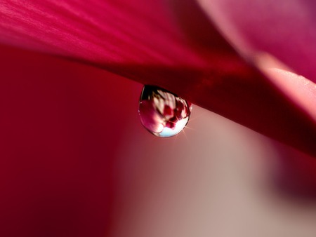 Free Flower  Wallpaper.jpg - petal, dewdrop, flower, red