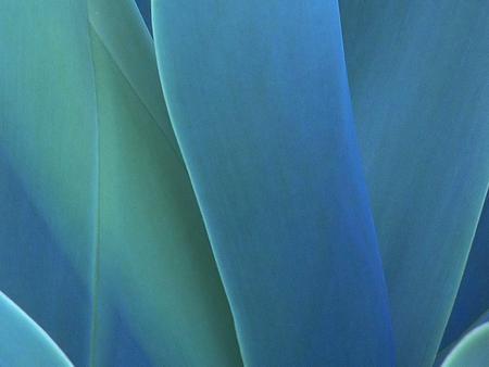 Blue Agave. jpg - agava, abstract, blue