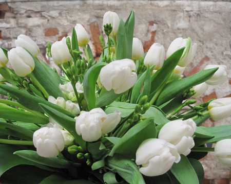 tulips - withe, flowers, tulips, green, cool, wall