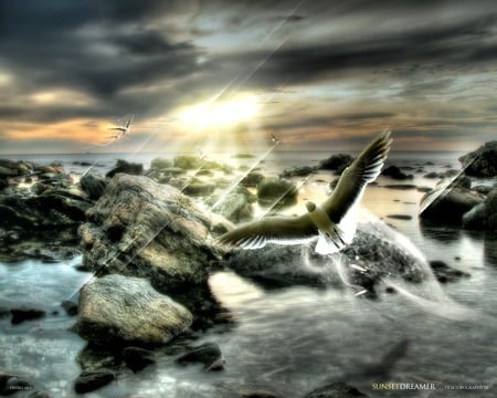 sunset dreamer - bird, fantasy, fly, flying, sea, imagination, rocks