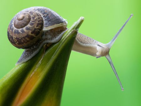 curious snail - snail, curious, home, pretty