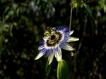 PASSION FLOWER