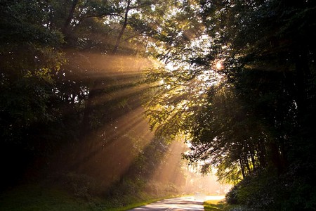 ROAD TO WONDERLAND - forest, morning, road, brealthrough, sunshine