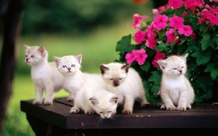 Getting Familiar With Nature - flowers, looking, animal, kittens, cats, curious