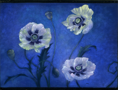 WHITE POPPIES - white, blue, dark, poopies