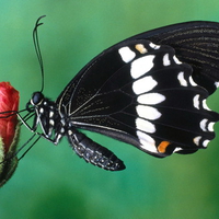 Papilio Butterfly