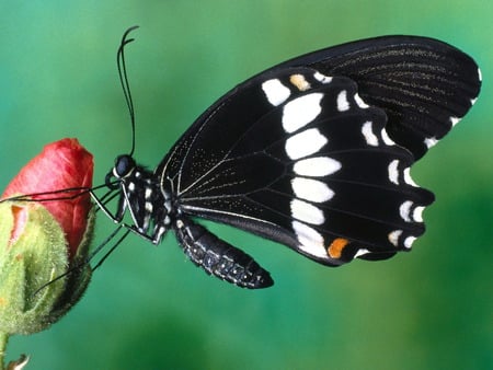 Papilio Butterfly - papilio, butterfly, hot, cool, animals